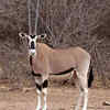 Beisa oryx