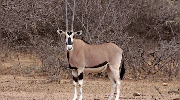 Beisa oryx