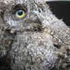 Sokoke scops owl