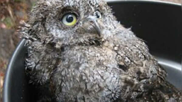 Sokoke scops owl