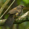 Hinde’s babbler