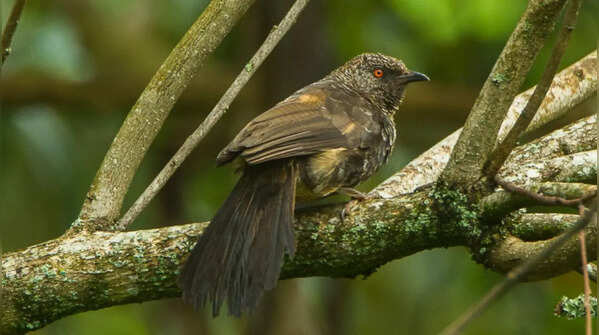 Hinde’s babbler
