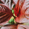 Amaranth leaves