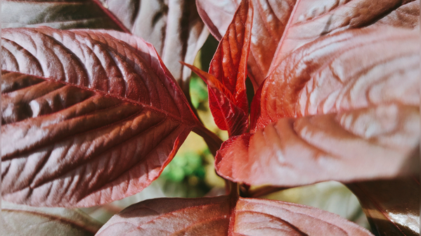 Amaranth leaves