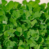 Article image for: <i class="tbold">fenugreek</i> leaves