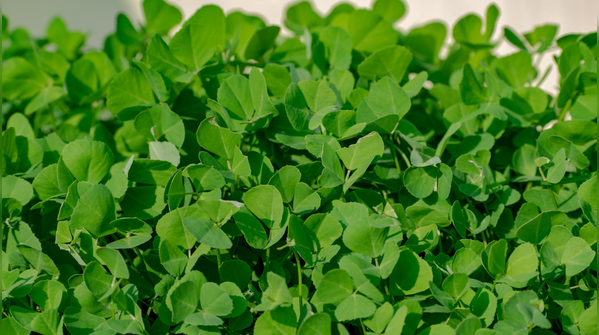 Fenugreek leaves