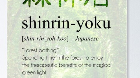 3. Shinrin-yoku