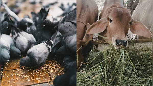 Can feeding birds and animals change your karmic debts from past lives?