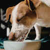 Cows and Dogs