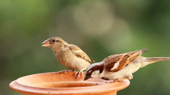 Why Birds?