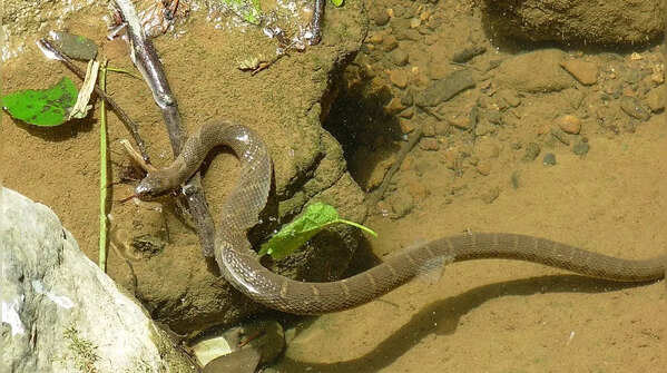 Snake
