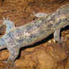 Lizard