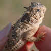 Gecko