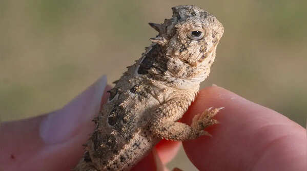 Gecko