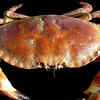 Crab