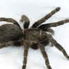 Tarantula