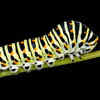 Caterpillar