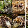 Article image for: 8 animals that shed their skin in the most surprising ways