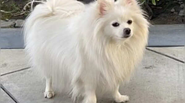 Pomeranian