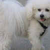 Bichon Frise