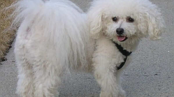 Bichon Frise