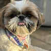 `Shih Tzu