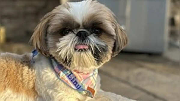 `Shih Tzu