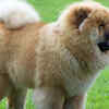 Chow Chow