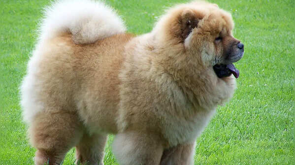 Chow Chow