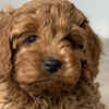 Cavapoo