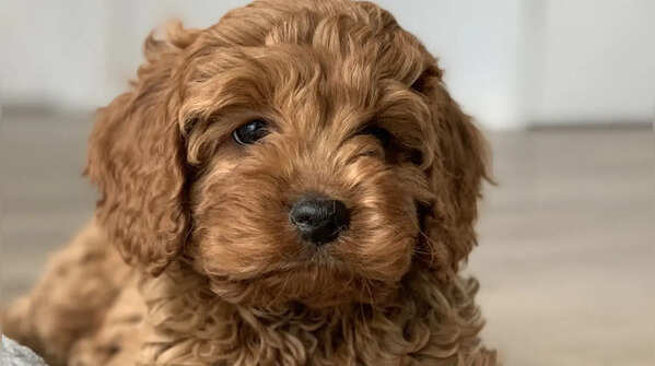 Cavapoo