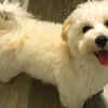 Maltipoo