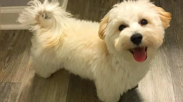 Maltipoo