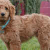 Goldendoodle