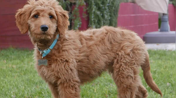 Goldendoodle