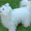 Coton de Tulear