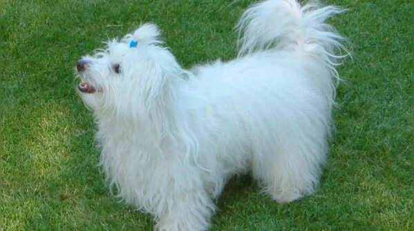 Coton de Tulear