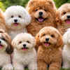 Article image for: These 8 teddy bear-like <i class="tbold">dog</i>s are so cute you won’t believe they’re real