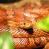Red corn snake