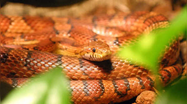 Red corn snake
