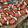 Red milk snake