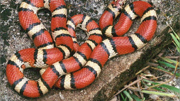Red milk snake