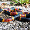 Eastern coral snake