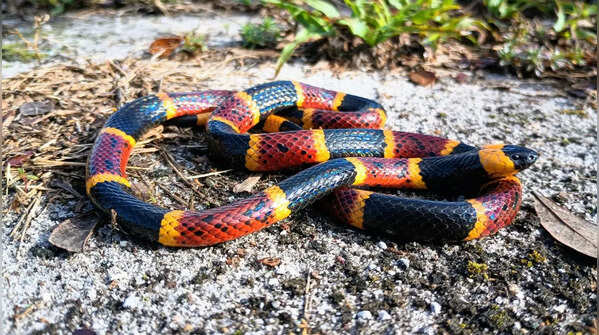 Eastern coral snake