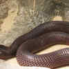 Red spitting cobra