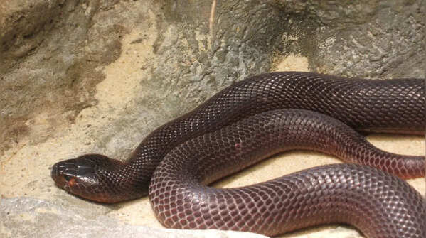 Red spitting cobra