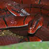 Red bamboo snake