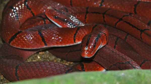 Red bamboo snake
