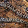 Banded kukri snake