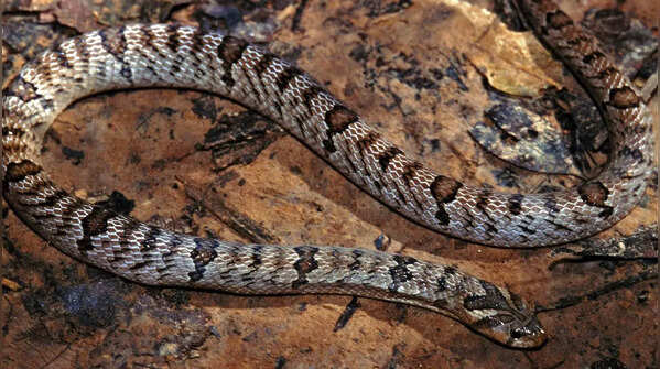 Banded kukri snake